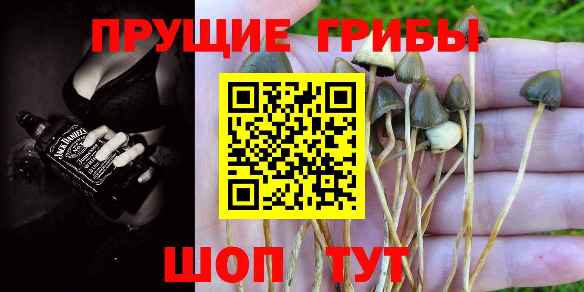 Минусинск  Галлюциногенные грибы Cubensis  Вход с VPN 